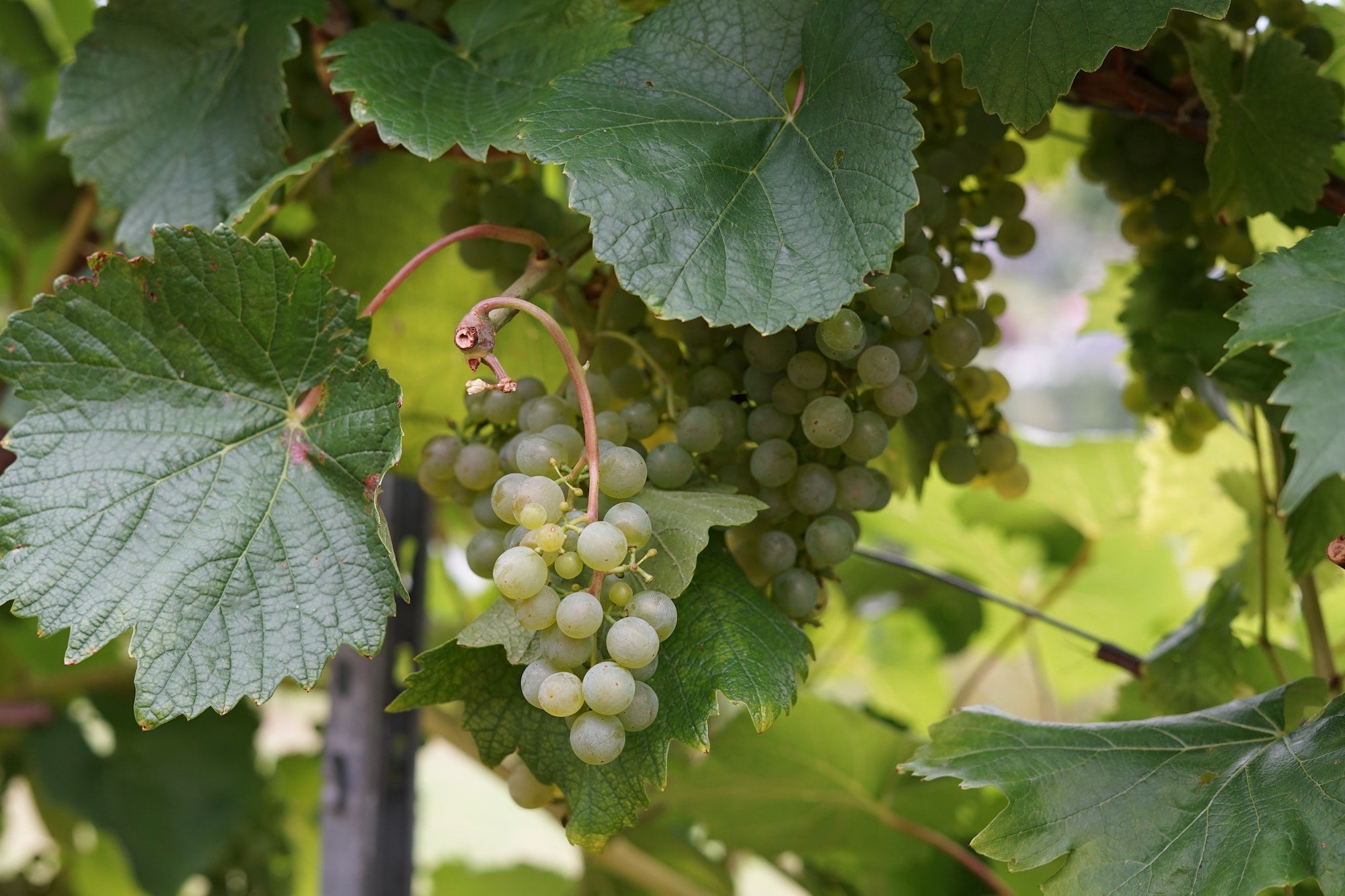 The Story of Le Coste Wines from Gradoli, Lazio